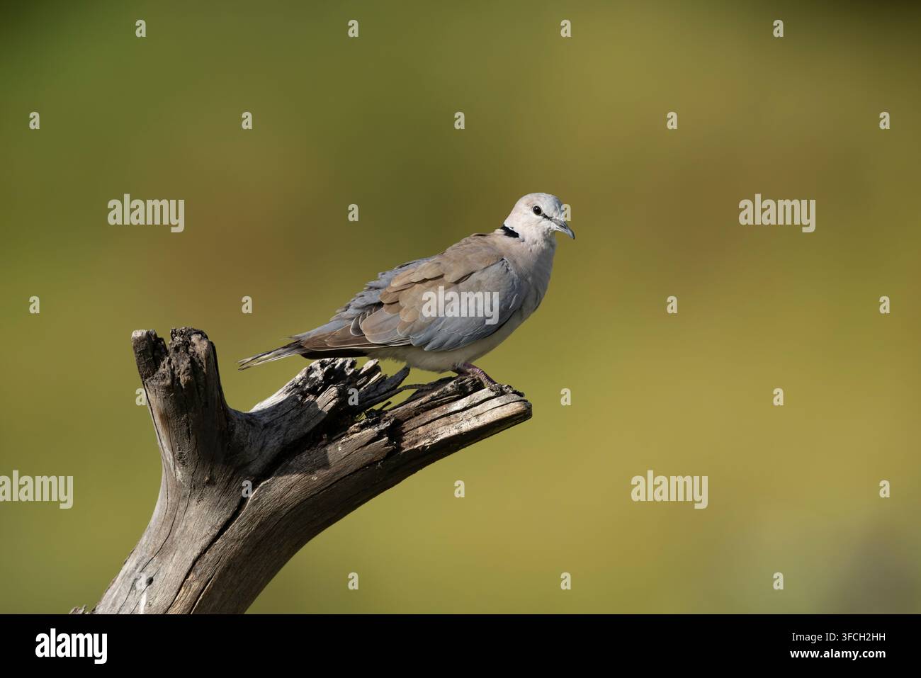 Ringeltaube Streptopelia capicola, erwachsen auf Ast sitzend, Makgadikgadi-Nationalpark, Zentraldistrikt, Botswana, März Stockfoto
