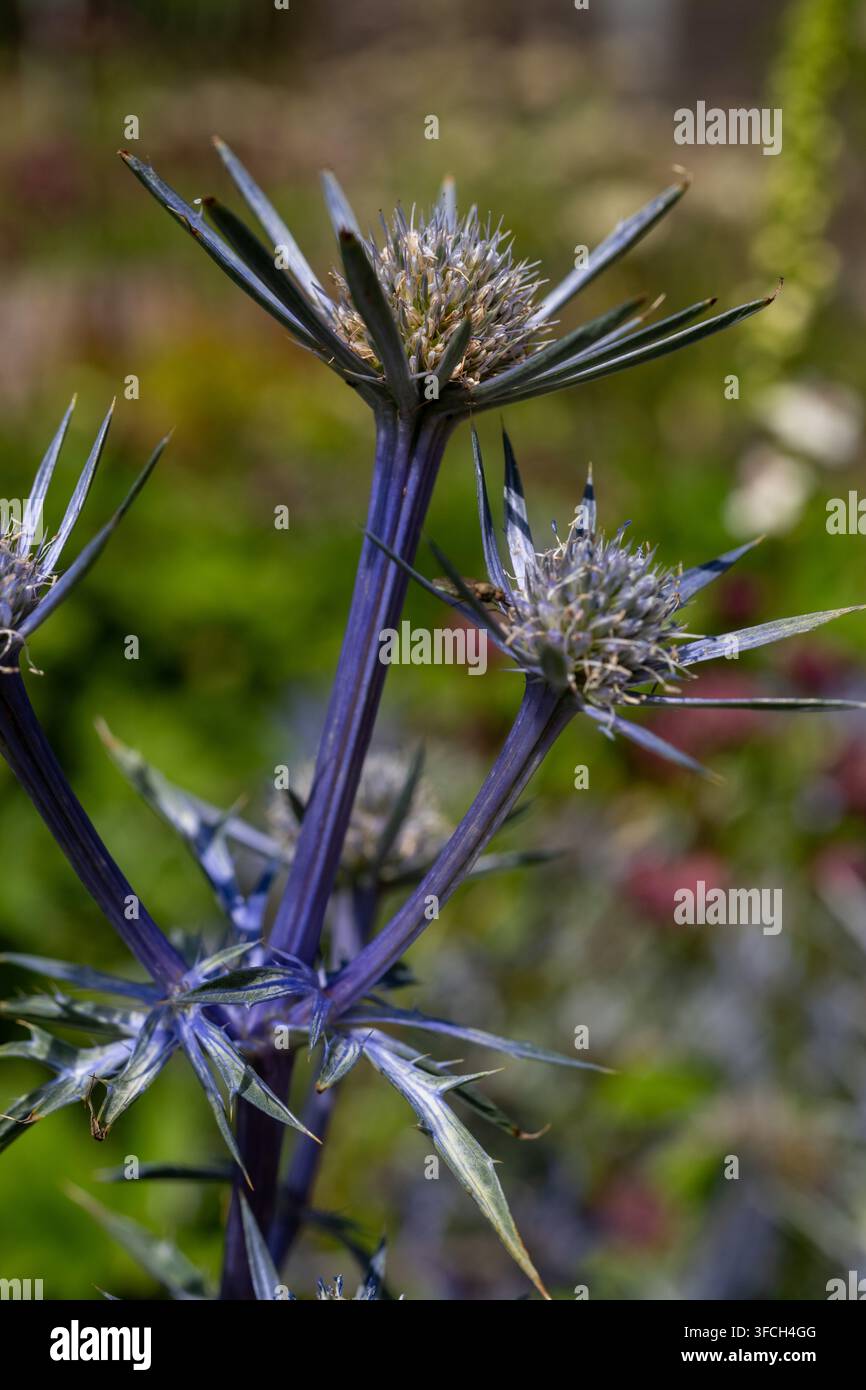Nahaufnahme einer stahlblauen Meer-Distel-Blüte Stockfoto