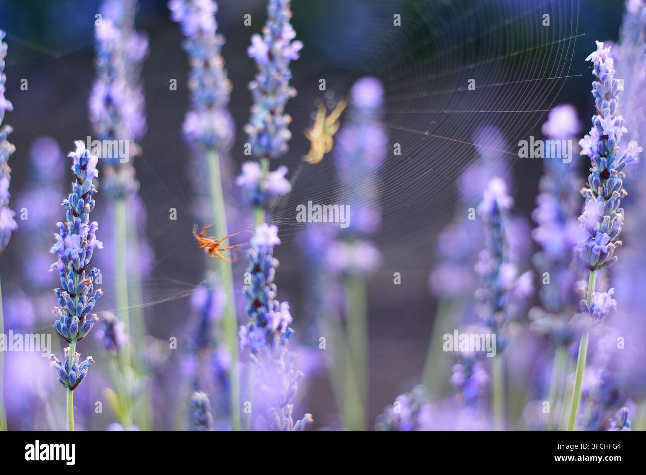Nahaufnahme von Lavendelpflanzen mit einem Spinnennetz und einer kleinen Spinne, die sich zwischen den Blüten in einem Garten bei Tageslicht befindet Stockfoto