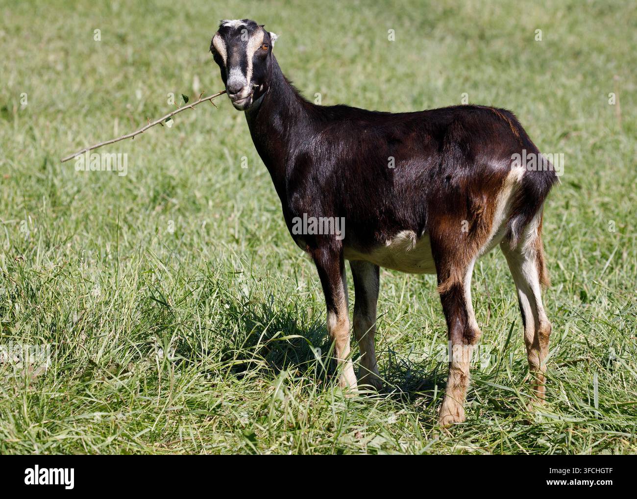 LaMancha-Hausziege frisst einen Strauchzweig auf einer Weide. Capra aegagrus hircus Stockfoto