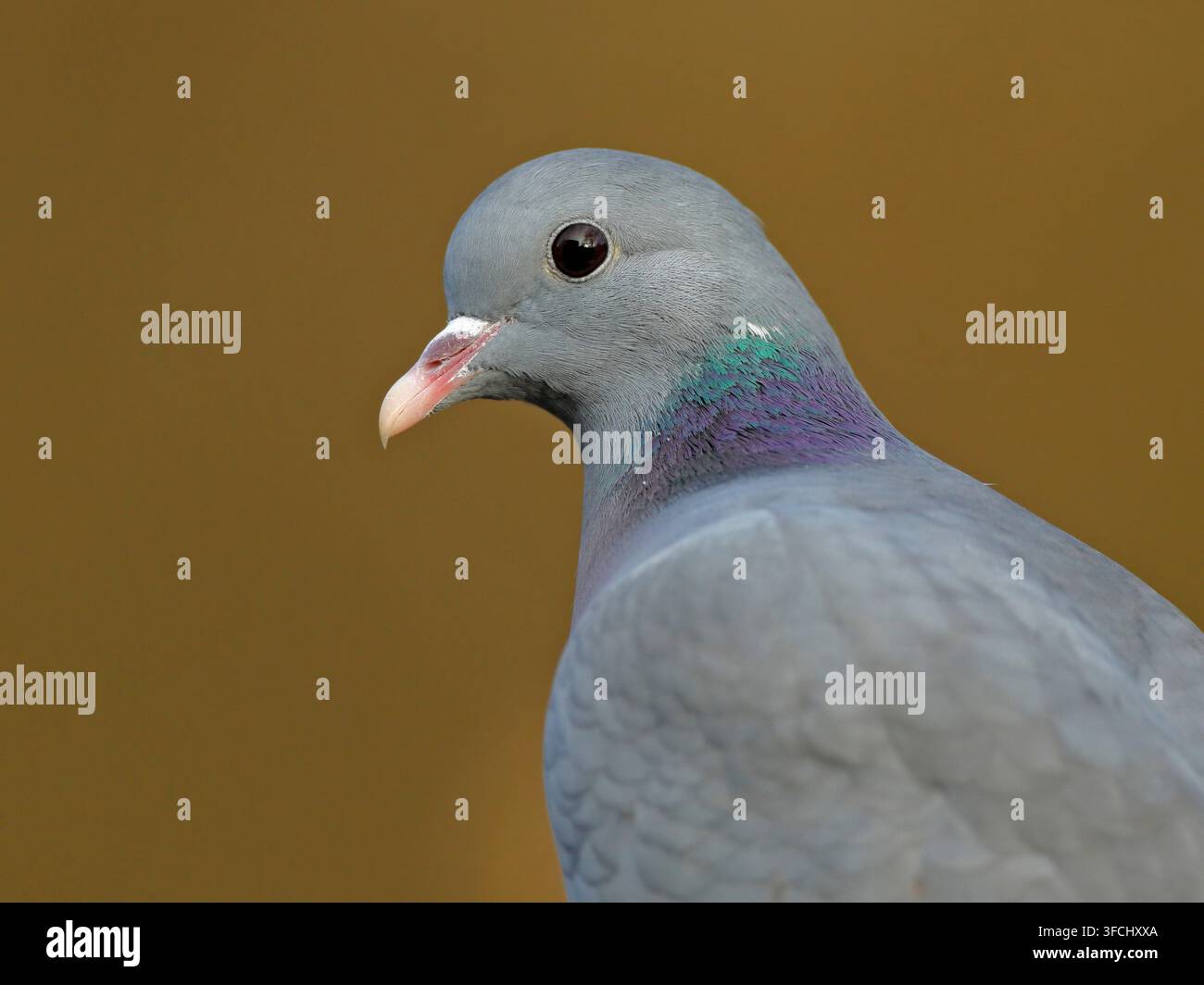 Stammtaube Columba oenas, Nahaufnahme eines Erwachsenen, The Wirral, UK, Januar Stockfoto