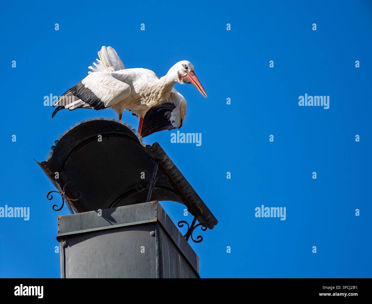 Zwei weiße Störche stehen eng aneinander auf einem Schornstein gegen einen lebhaften blauen Himmel. Ihre sich überlappenden weißen Körper, schwarzen Flügelfedern und langen roten Beine Stockfoto