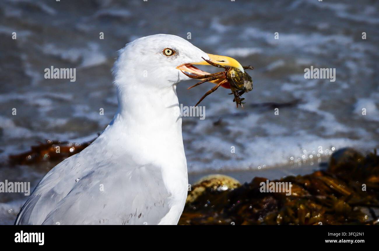 Möwe auf der Jagd nach Krabben Stockfoto