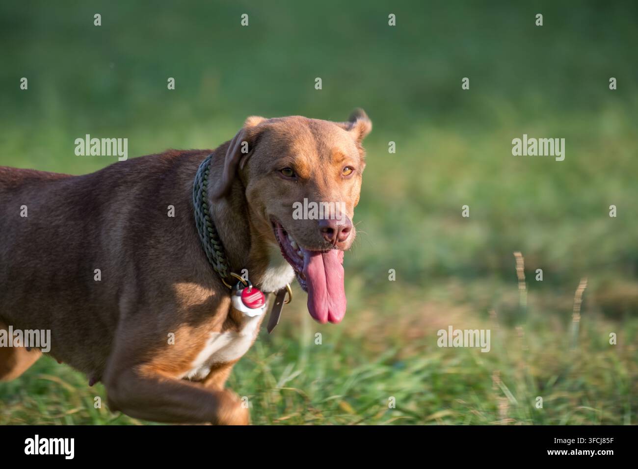 Froher Pitbull-Mischling sprintet über ein sonnenbeschienenes Grasfeld, Zunge baumelnd, voller Freude und Energie. Stockfoto