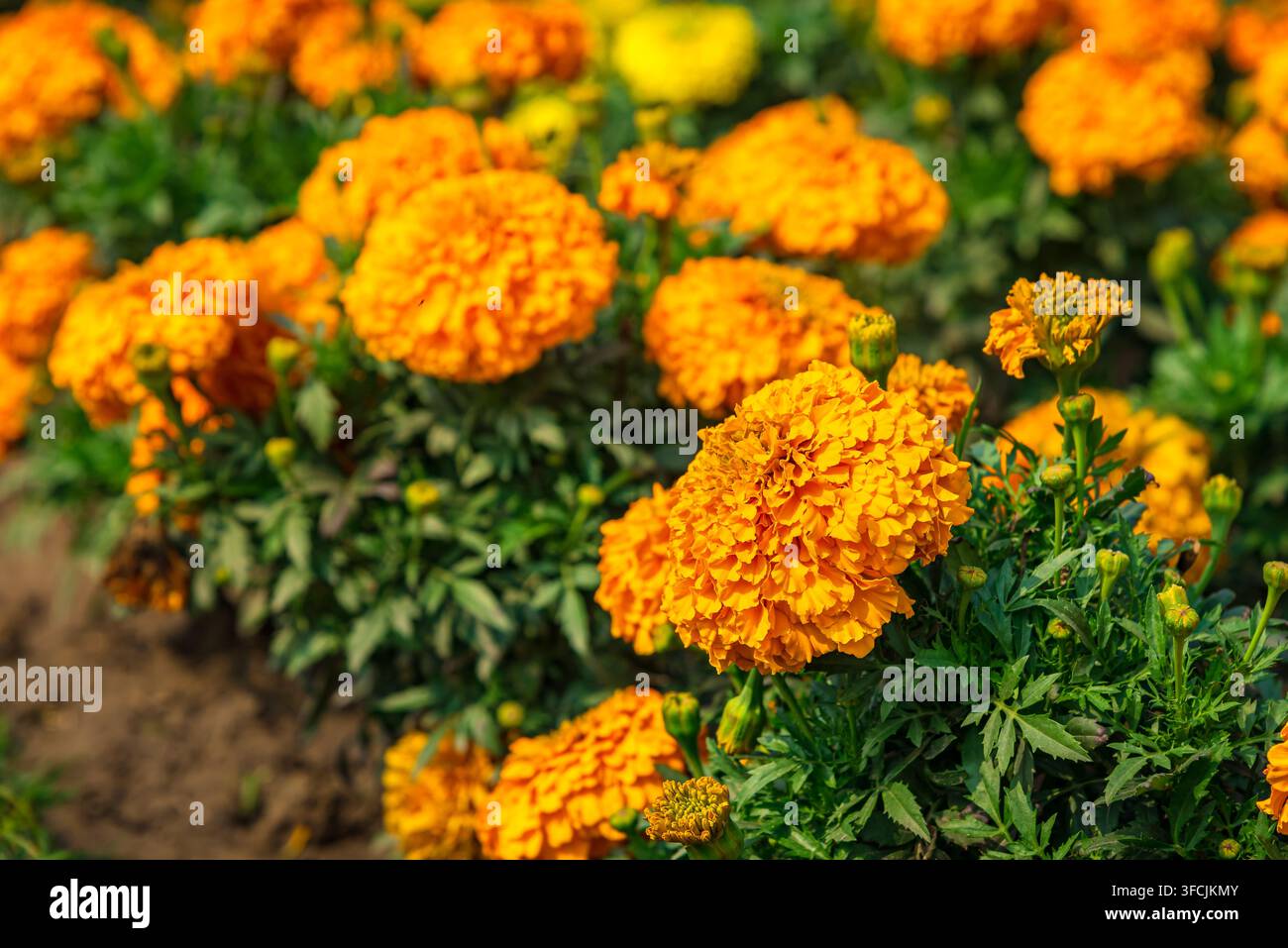 Gelb- und Orange-Gelbtöne, Blumenhintergrund (Tagetes erecta, mexikanische Ringelblume, Aztekische Ringelblume, afrikanische Ringelblume). Stockfoto