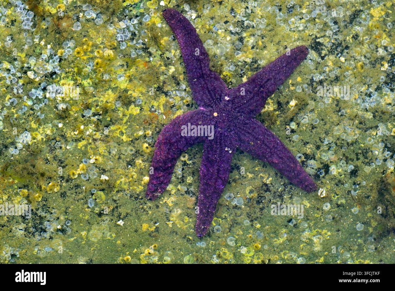 Ein violetter Seestern auf einem großen Felsen unter Wasser an der Küste von Vancouver Island Stockfoto