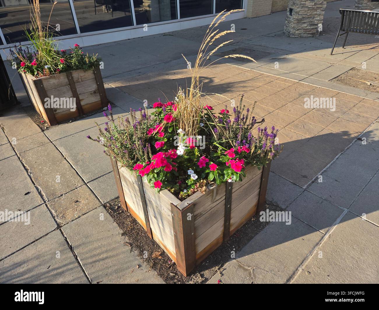 Pflanzkasten mit wunderschönen Gartenblumen an einem sonnigen Morgen - Smartphone-aufgenommenes Stockfoto