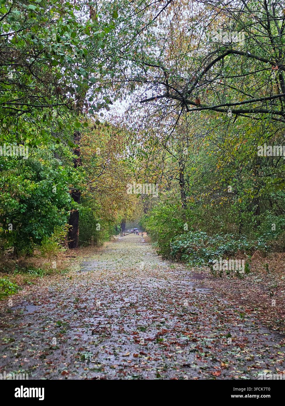 Ein nasser Waldweg, bedeckt mit gefallenen Herbstblättern nach einem schweren Regenschauer, umgeben von üppigen grünen und sich verfärbenden Bäumen. Stockfoto