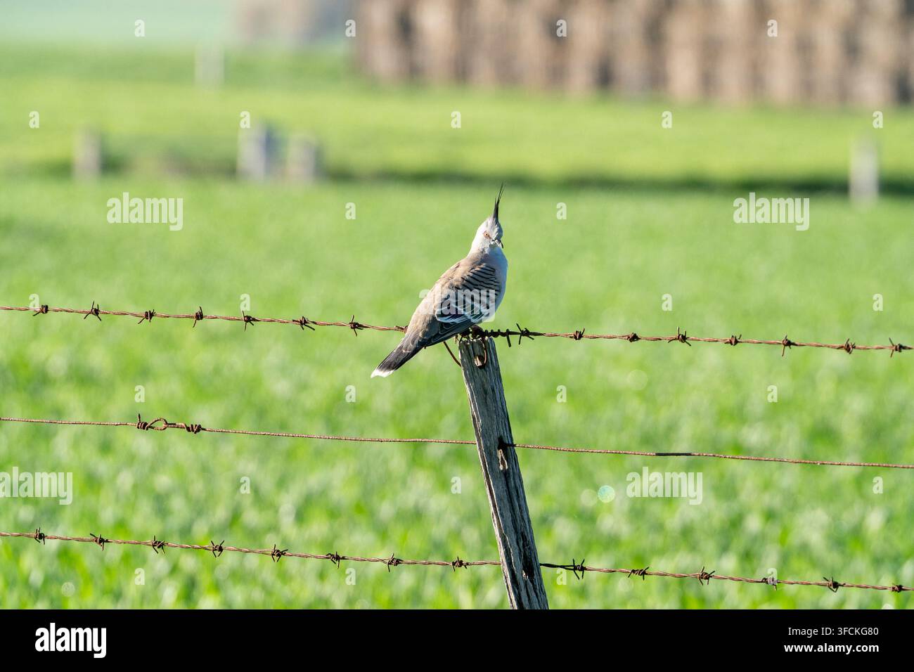 Haubentäubchen (Ocyphaps lophotes) sitzt auf einem Stacheldrahtzaun Stockfoto