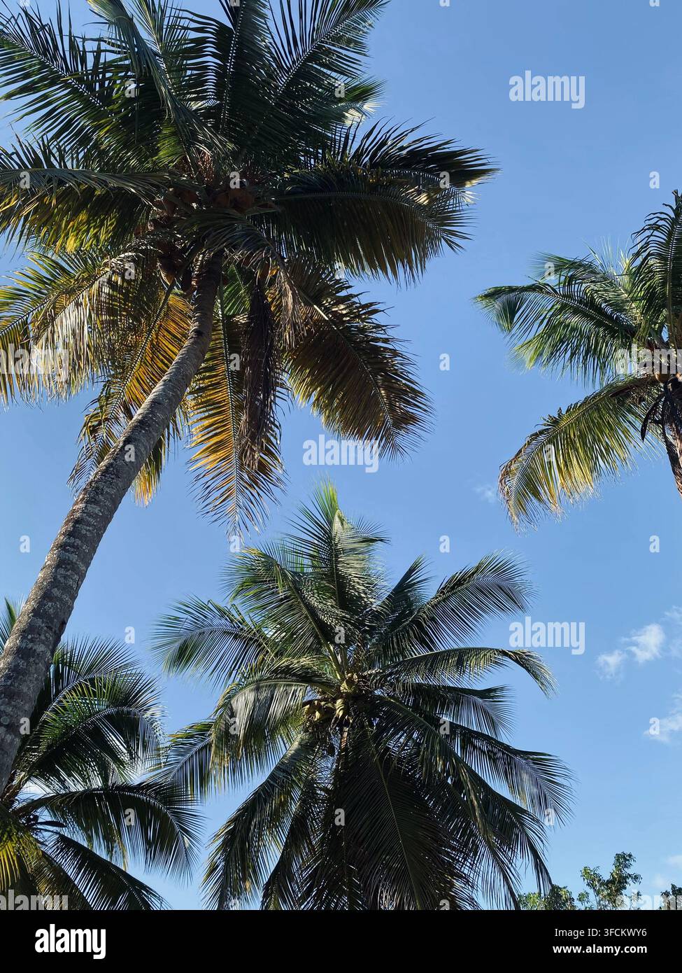 Hohe Kokospalmen reichen über einen klaren blauen Himmel, wobei sonnenbeschienene Blätter und Kokosnusswangen ein klassisches tropisches Dach bilden. - Smartphone-aufgenommenes Stockfoto