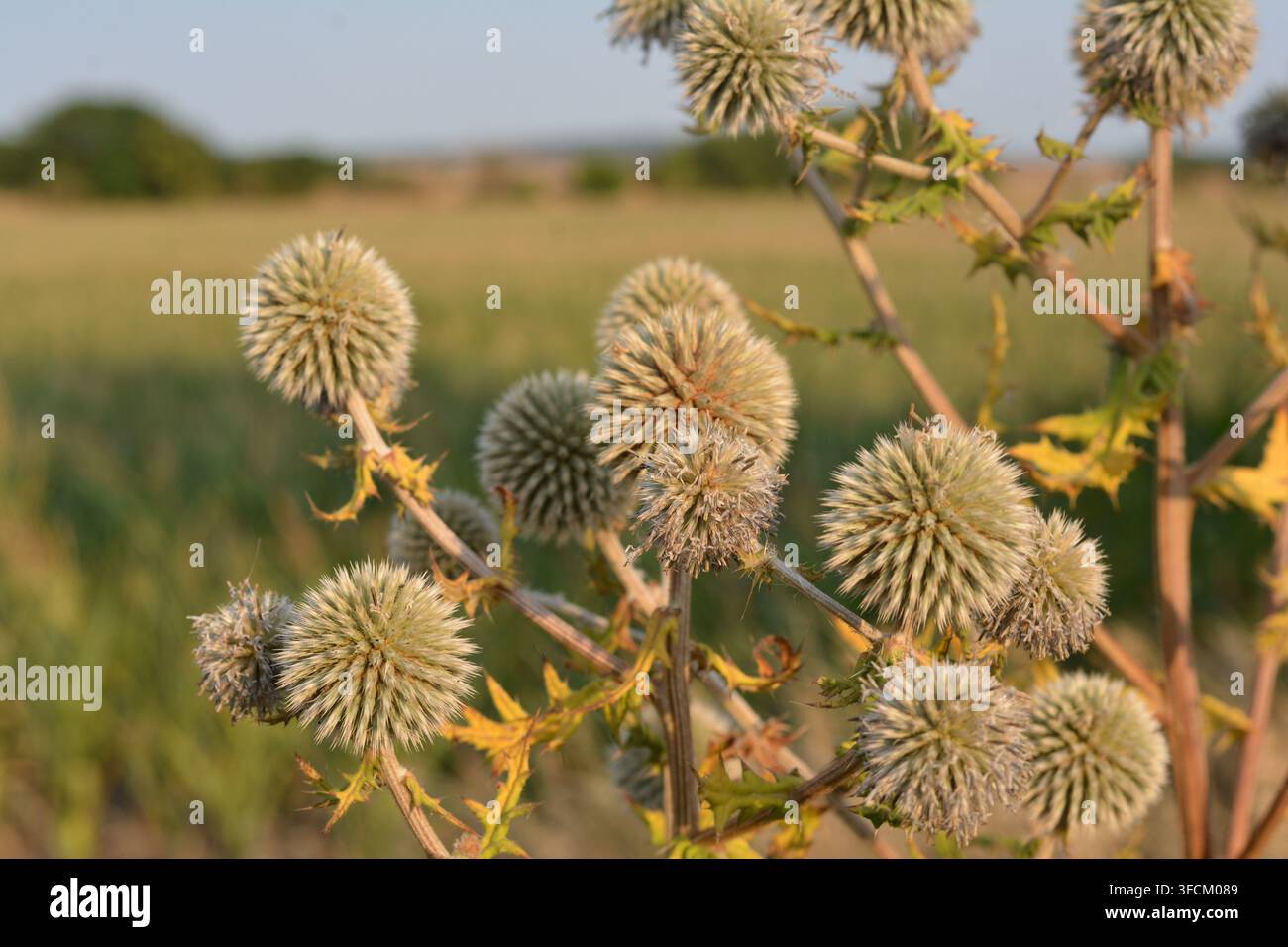 Kugeldistel (Echinops) Blütenstände, die in der Landschaft nahe Šatov, Südmährische Region, Tschechische Republik wachsen. Stockfoto