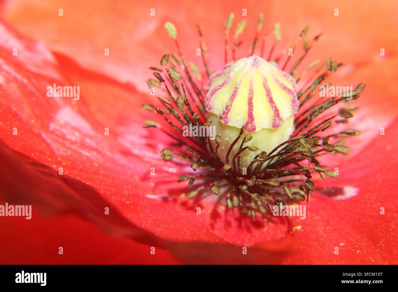 Extreme Nahaufnahme ins Herz einer roten Mohnblume, die dramatische dunkle Flecken an der Basis leuchtend roter Blütenblätter und dichte Staubfäden offenbart. Warm n Stockfoto