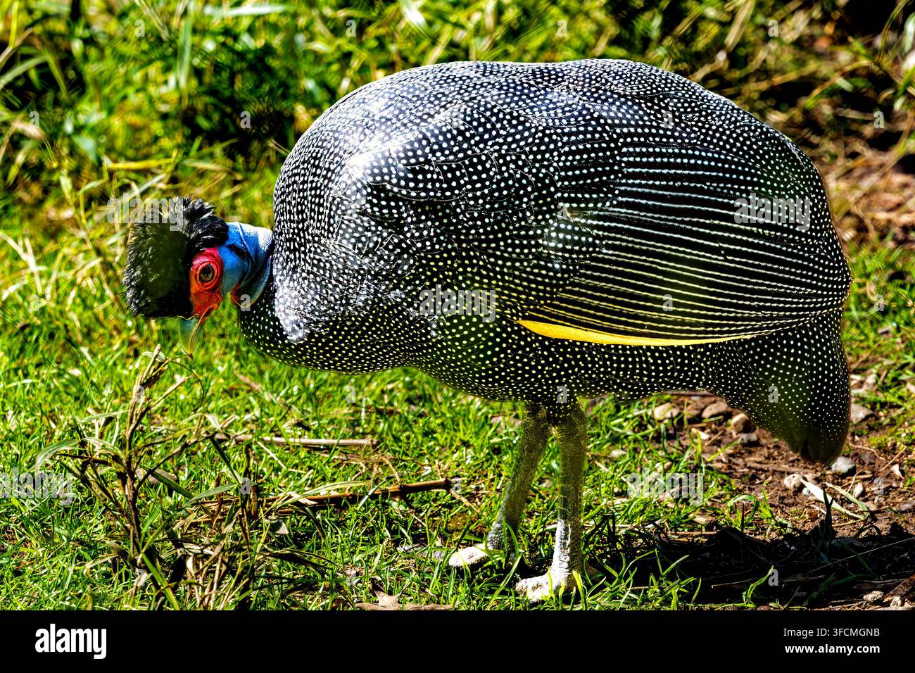Farbenfrohes Östliches Kronenhuhn Guttera pucherani, Bodenvogel. Heimisch in Afrika. Stockfoto