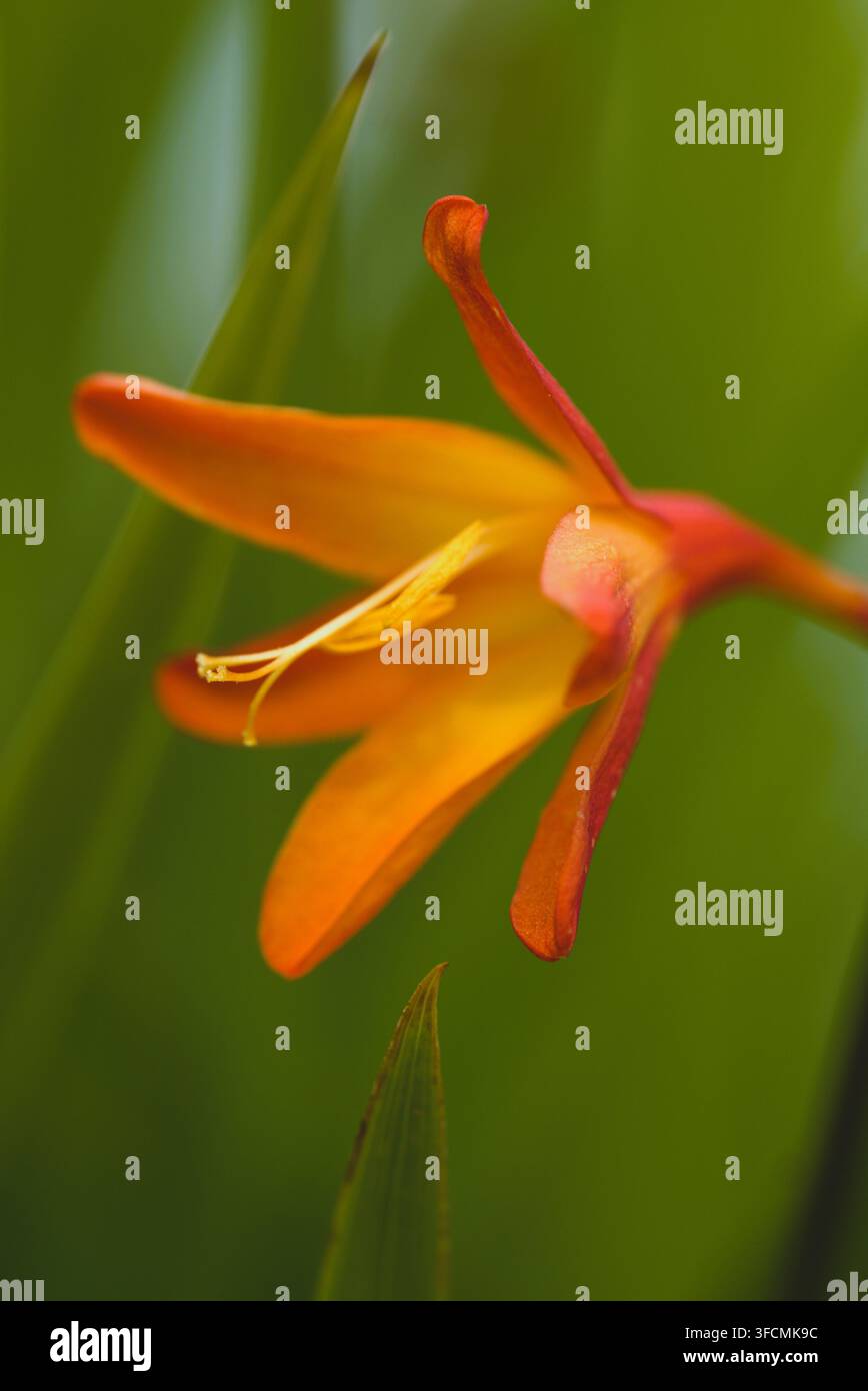 Soft-Touch Stockfoto