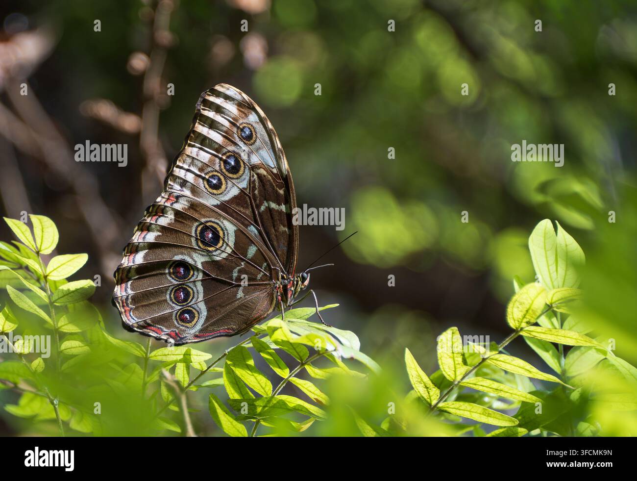 Blauer Morphofalter (Morpho menelaus) ruht auf Blättern in einer tropischen Umgebung. Unterseitenansicht der Flügel. Stockfoto