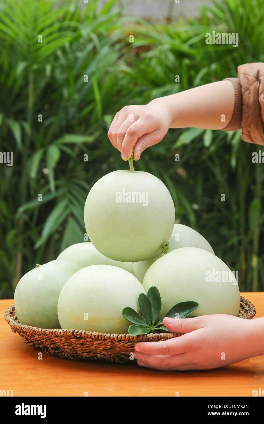 Hände, die hellgrüne Pomelos in einem Korb mit Blattwerk im Hintergrund anordnen. Stockfoto