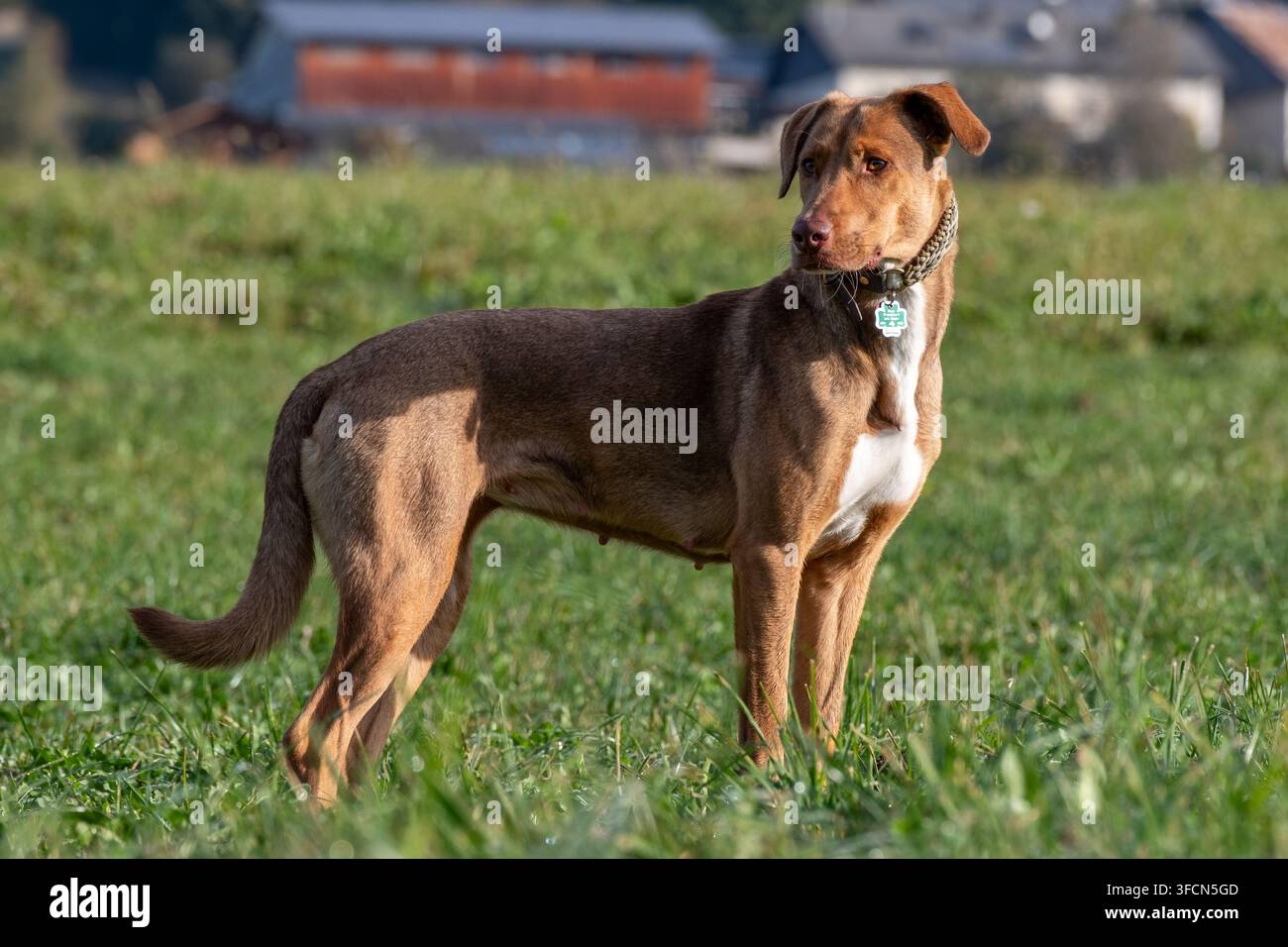 Muskulöser brauner Hund mit weißer Brust steht aufmerksam in einem üppigen grünen Feld, gebadet in warmem goldenem Sonnenlicht. Stockfoto