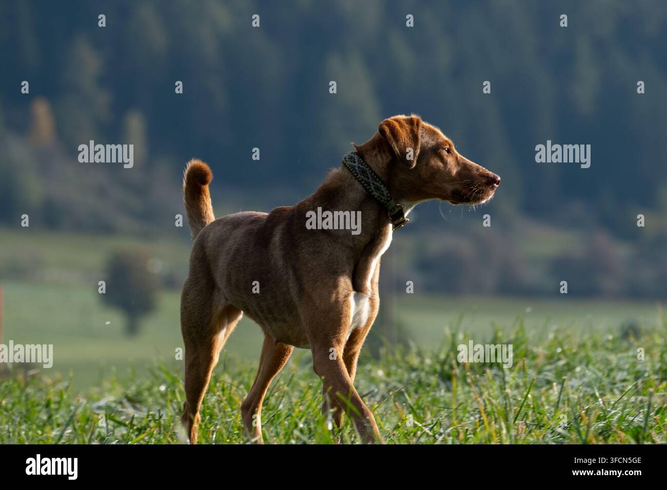 Muskulöser brauner Hund mit geflochtenem Halsband steht aufmerksam im taufeuchten Gras, beleuchtet von warmem goldenem Gegenlicht. Stockfoto