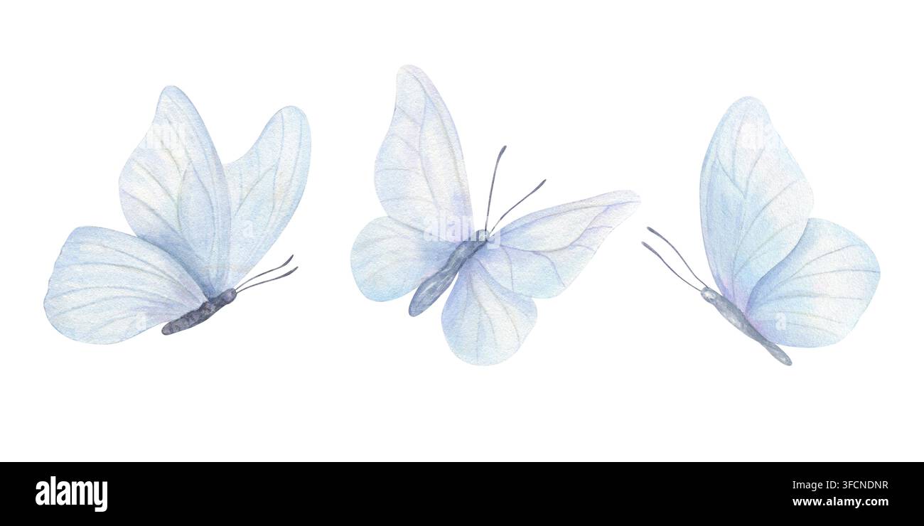 Drei pastellblaue Schmetterlinge mit durchscheinenden Flügeln Aquarellillustration auf isoliertem Hintergrund. Ätherisches Insekten-Design für Hochzeitseinladungen Stockfoto