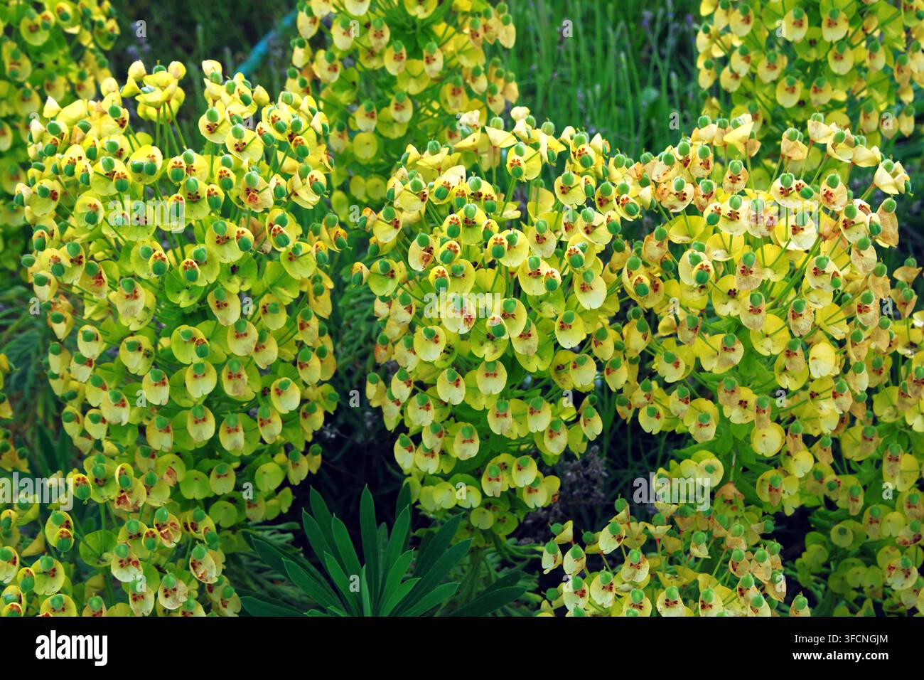 Euphorbia esula, allgemein bekannt als Grüne Wolfsmilch oder Blattwolfsmilch. Stockfoto