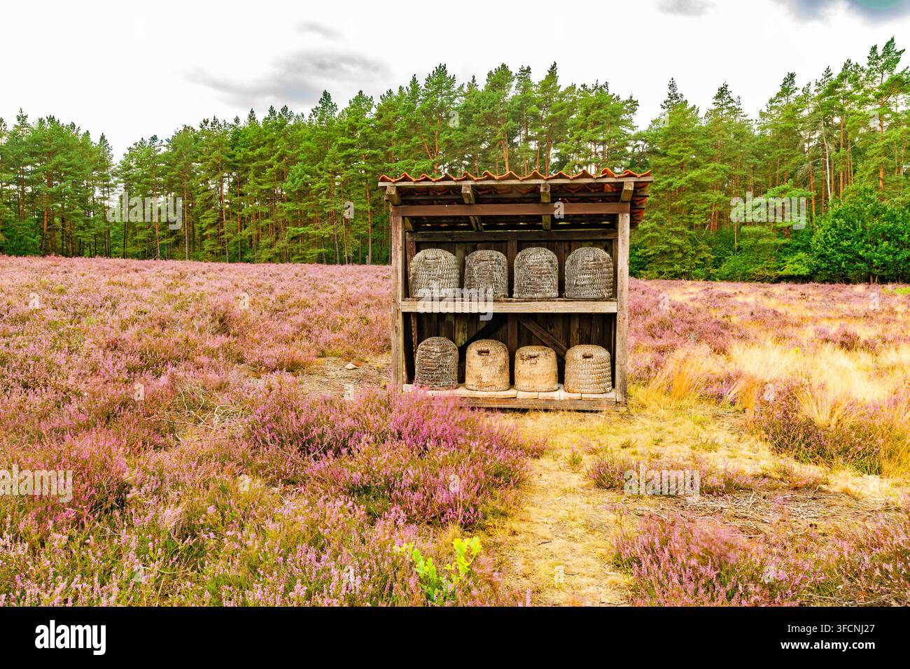 Traditionelle gewebte Bienenstöcke, die in einem Holzschuppen ausgestellt sind, umgeben von blühender Heide in einer Heidelandschaft. Stockfoto