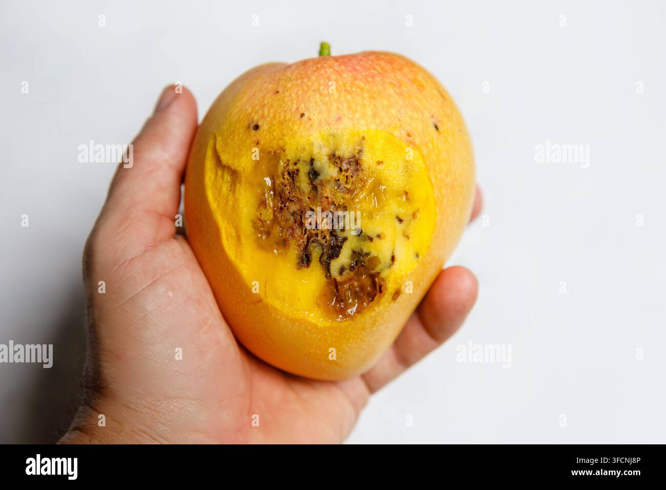 Täuschend reifer Mango, der sich als innen verrottet herausstellt, wird von Hand mit weißem Mangohintergrund gehalten Stockfoto