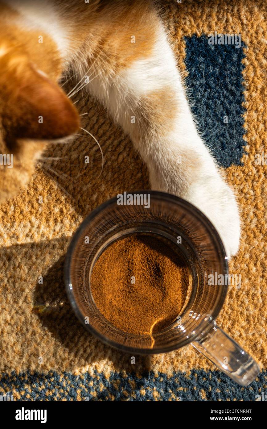 Vertikale Nahaufnahme von oben, die eine flauschige Pfote einer roten Katze zeigt, die neben einer klaren Glastasse mit Instantkaffeepulver ruht. Stockfoto