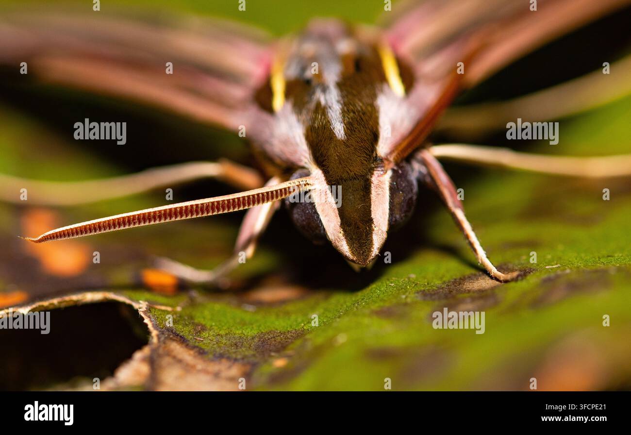 Ein häufige Nachtfalter der trockeneren Gebiete Afrikas, der gestreifte Falter, fliegt schnell und sucht Blüten auf, um ihren Nektar zu trinken. Stockfoto