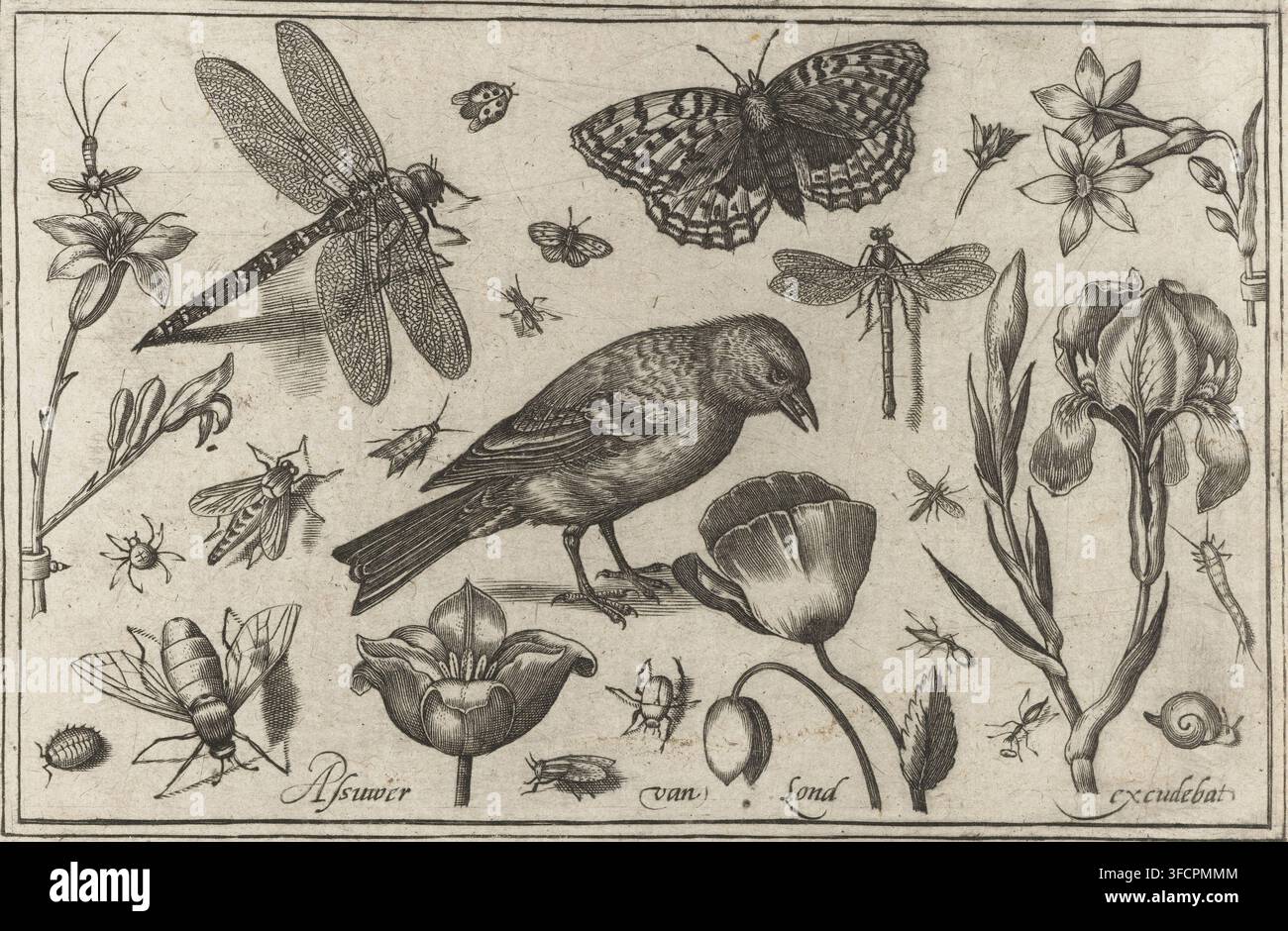 Blumen, Libelle und Vogel, Vögel, Insekten, Druck, Blumen einschließlich Iris und Mohn, Insekten wie Libellen und verschiedene Fliegen und ein Vogel, wahrscheinlich eine Dohle., Druckgrafiker: Nicolaes de Bruyn (möglicherweise), Niederlande, Verleger: Assuerus van Londerseel, 1594, Papier, Radierung, Gravur, Höhe 93 mm x Breite 139 mm., Eine detaillierte Monochromillustration zeigt einen zentralen Vogel, der auf einem kleinen Ast sitzt, mit gedrehtem Kopf und leicht geöffnetem Schnabel, umgeben von einer Vielzahl von Insekten und Blumen; links ist eine große Libelle mit kunstvoll gemusterten Flügeln diagonal positioniert, und in der Nähe Stockfoto