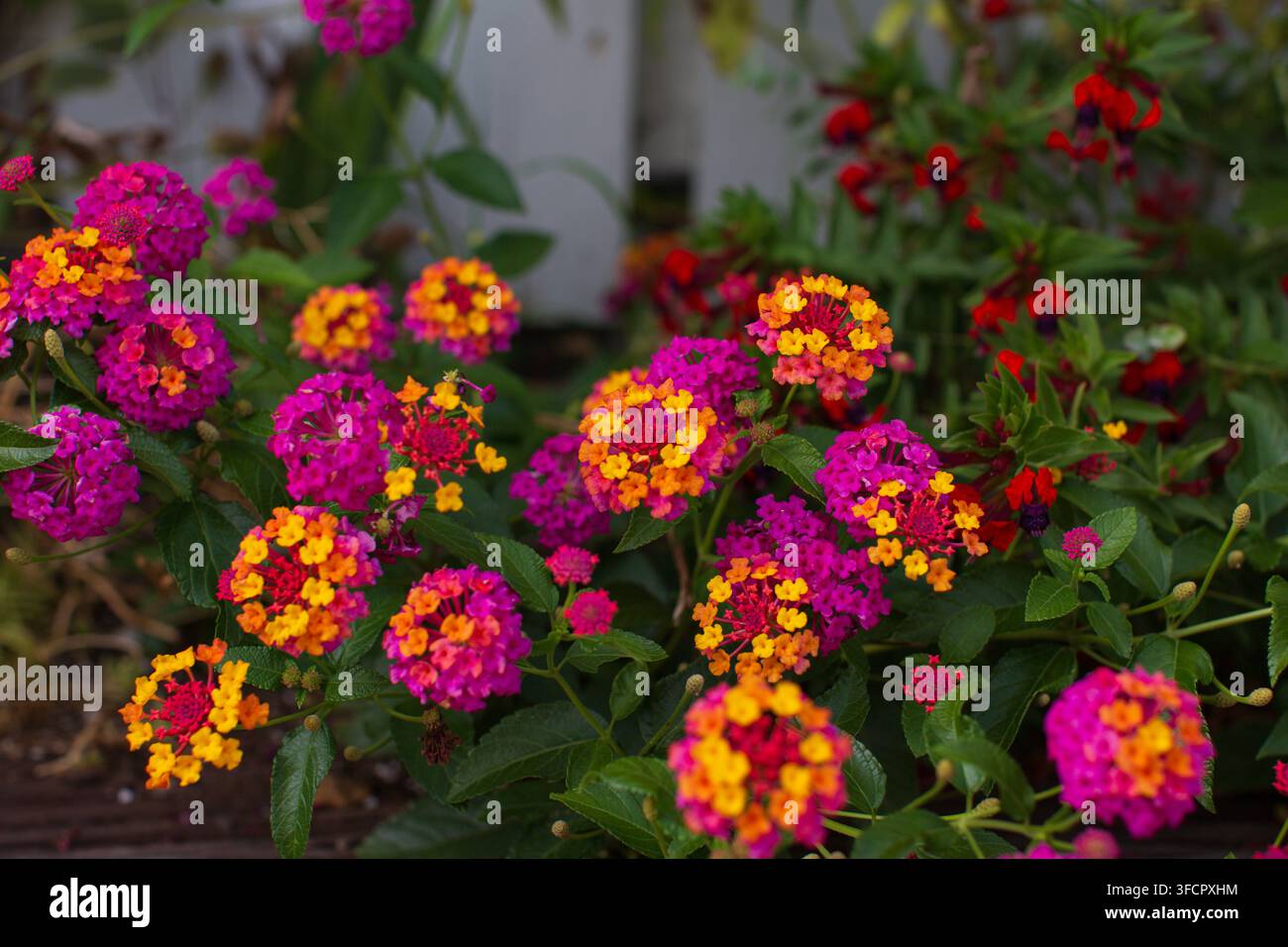 Bunte Lantana-camara-Blumen blühen in einem Garten Stockfoto