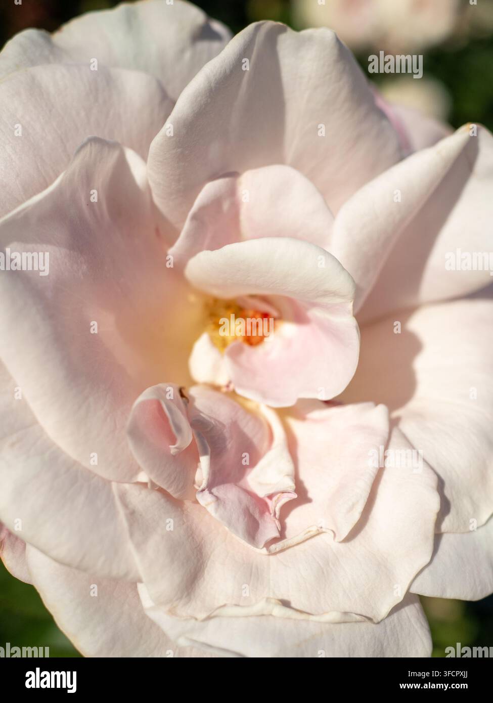 Zarte blassrosa Rose blüht im hellen Sonnenlicht Stockfoto