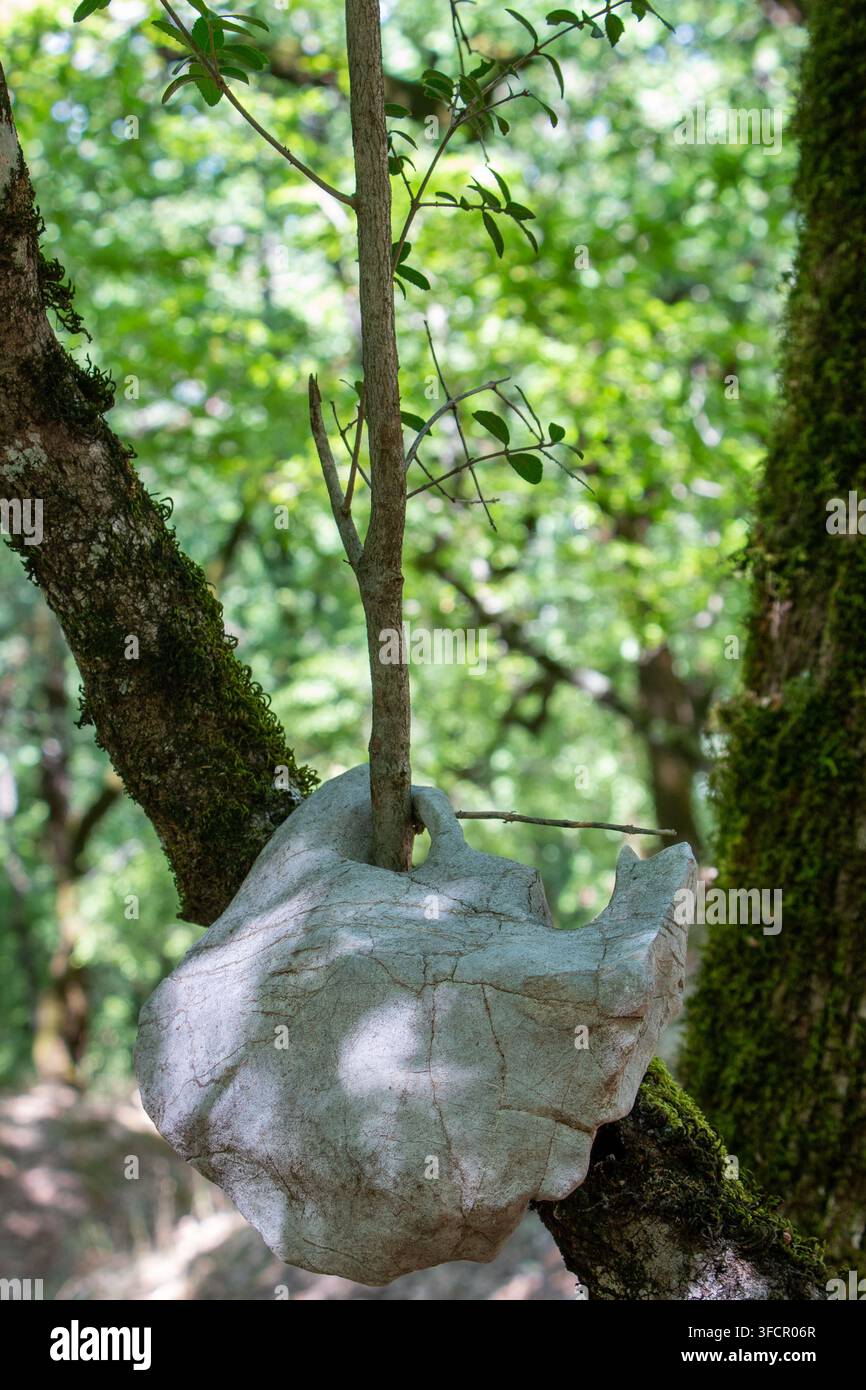 Junger Ast einer Kermes-Eiche (Quercus coccifera), der durch ein Loch in einem Stein in einer natürlichen Waldumgebung in Griechenland wächst, vertikales Foto. Stockfoto