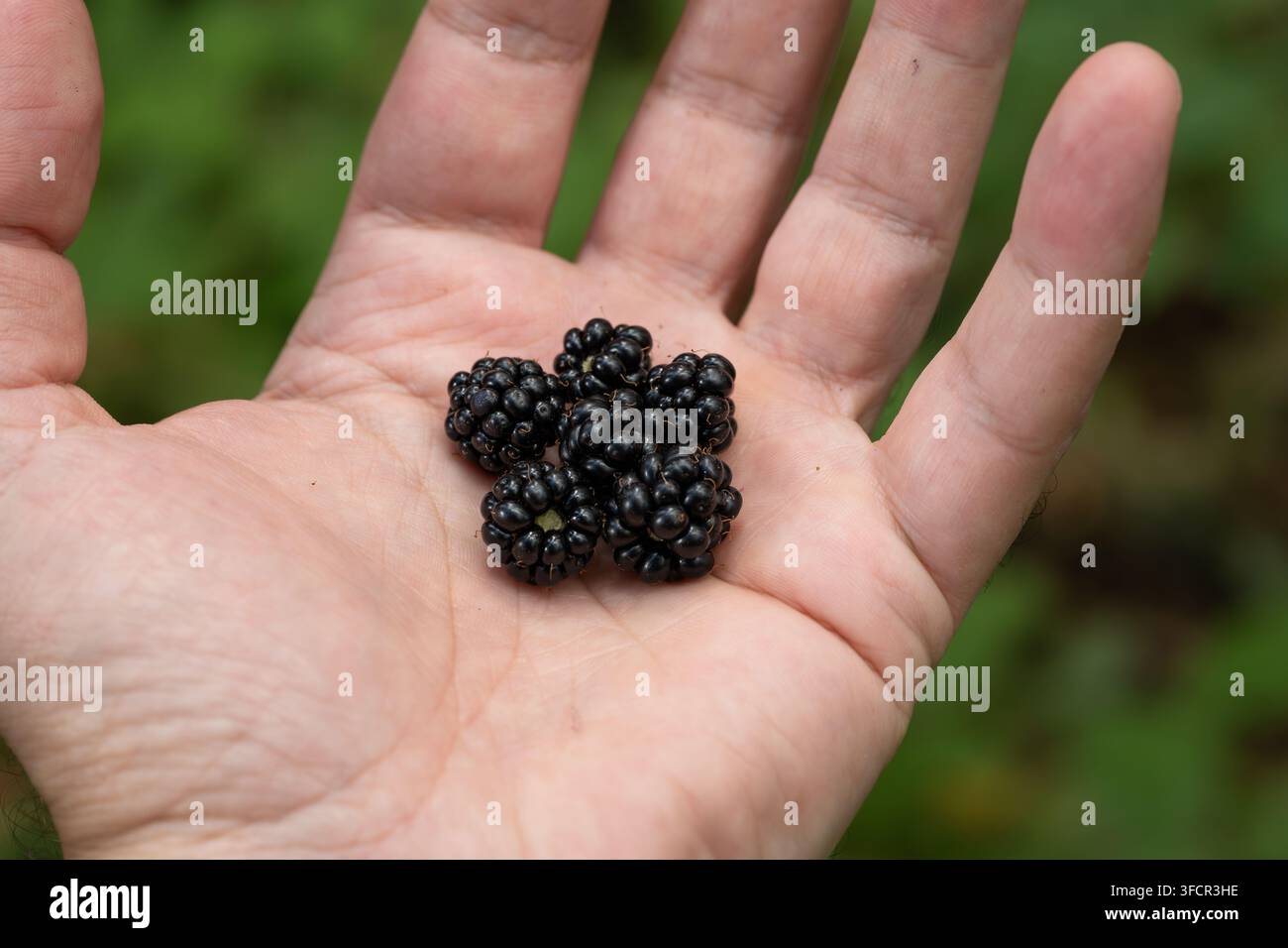 Nahaufnahme einer kleinen Handvoll frisch gepflückter wilder Schwarzenbeeren, die in einer offenen Handfläche gehalten werden, mit einem weichen verschwommenen grünen Hintergrund aus Laub im Wald o Stockfoto