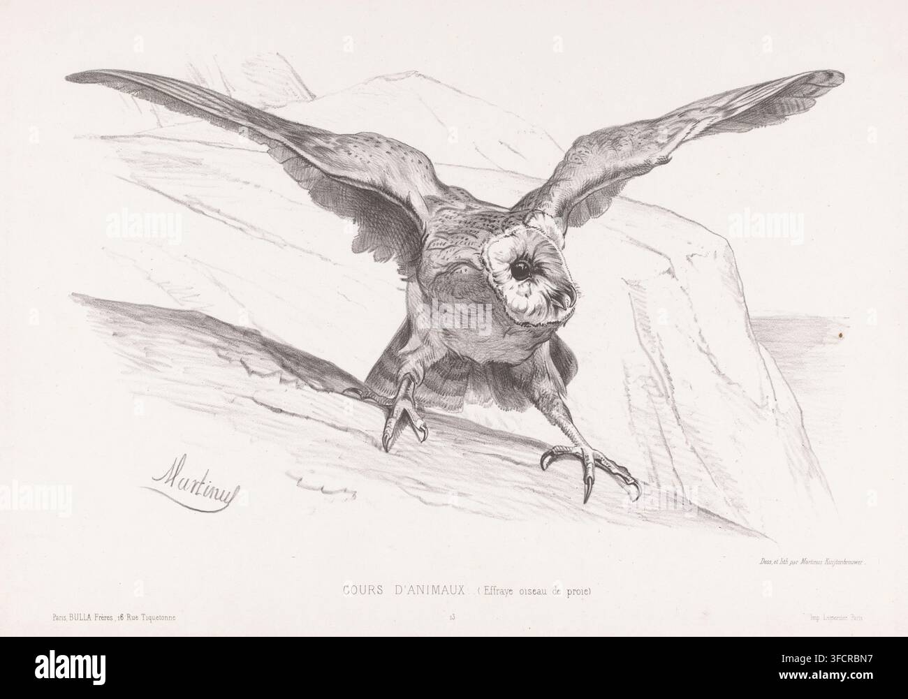 Gestartes Raubvogelbild, Effraye oiseau de proie, Cours d'animaux, Druck, Seriennummer, 13, Nummeriert unten Mitte: 13., Druckgrafiker: Martinus Antonius Kuytenbrouwer jr., nach Entwurf von Martinus Antonius Kuytenbrouwer jr., Drucker (Person): Joseph Rose Lemercier, Paris, Verleger: Bulla frères, im oder vor 1860, Martinus Antonius Kuytenbrouwer jr., Joseph Rose Lemercier, Bulla frères, Druckgrafiker, nach Entwurf von, Drucker (Person), Verleger, Papier, Lithografie, Höhe 320 mm x Breite 490 mm, Raubvögel., Eine detaillierte Bleistiftzeichnung eines Vogels mit ausgebreiteten Flügeln, die texturierte Federn und ein Stockfoto