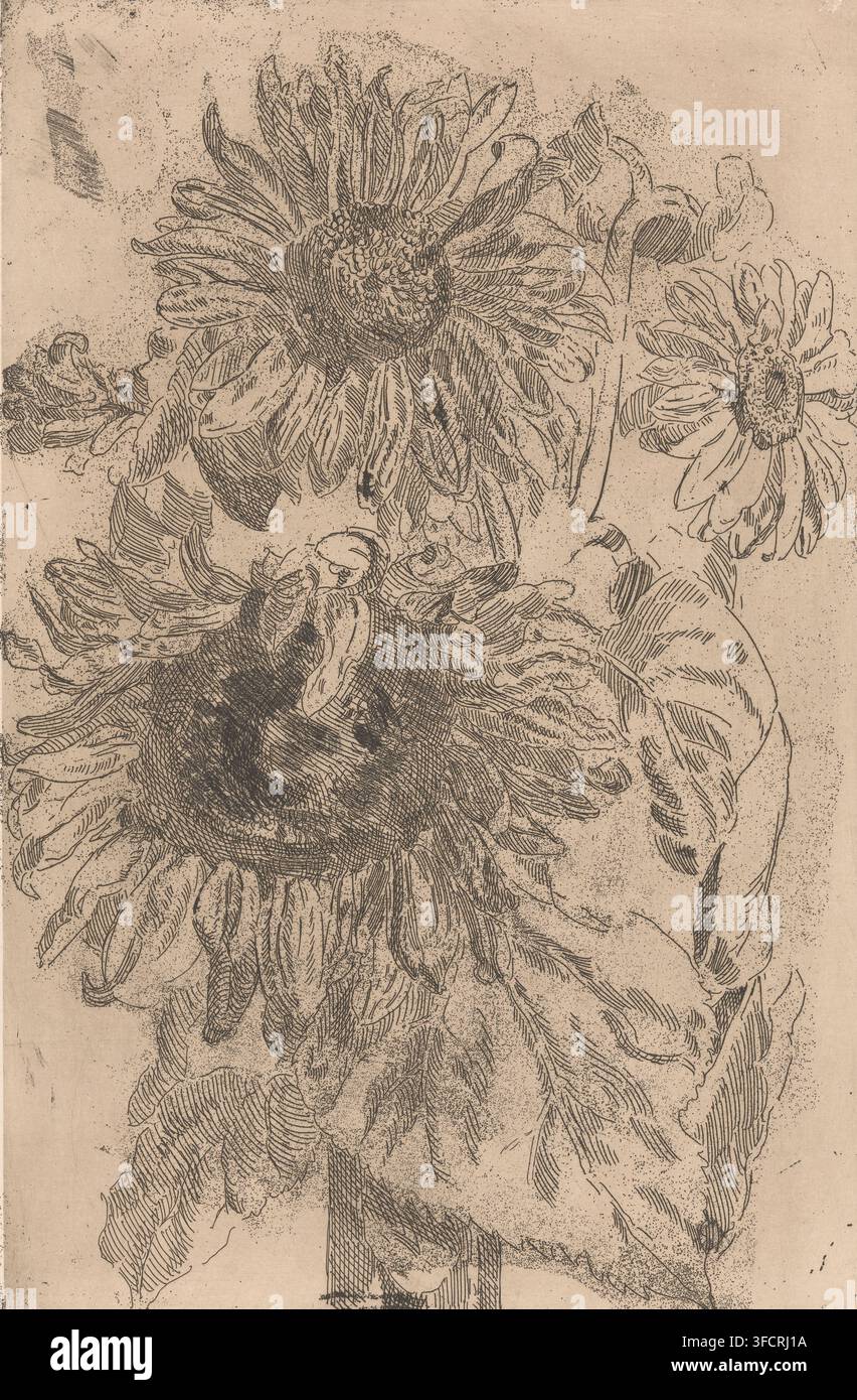 Drei Sonnenblumen in einer Vase, Druck, Druckgrafikerin: Barbara Elisabeth van Houten (vom Künstler signiert), 1872 - 1950, Papier, Radierung, Tiefdrucktechnik, Radierung mit Plattenton, Probendruck, Höhe 496 mm x Breite 324 mm, ', Blumen: Sonnenblume, Blumen in einer Vase., Eine detaillierte Tintenzeichnung von großen Sonnenblumen mit vielen geschichteten Blütenblättern und texturierten Mittel Scheiben, die den größten Teil des Rahmens ausfüllen; mehrere Blätter mit sichtbaren Adern und gebogenen Rändern umgeben die Blüten, dargestellt mit feinen Schrägstrichen und gepunkteter Schattierung; einige Blütenblätter erscheinen welk oder überlappend, und kleine lockige Knospen und Stängel sind Stockfoto