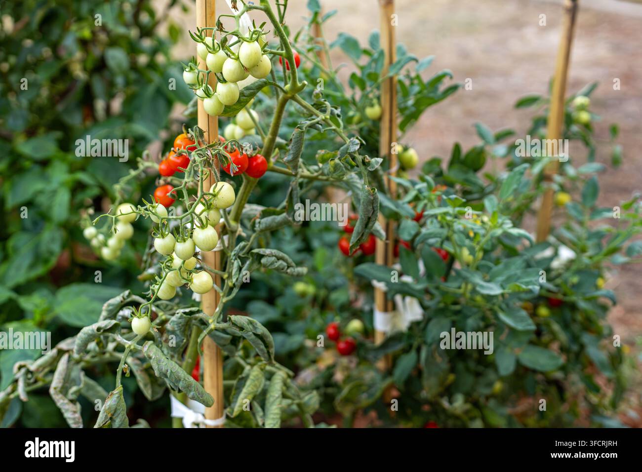 Reifende Kirschtomaten, die an gestützten Gartenpflanzen wachsen. Büschel von grünen und roten Kirschtomaten wachsen an blättrigen Gartenreben, die von Bambus gestützt werden Stockfoto