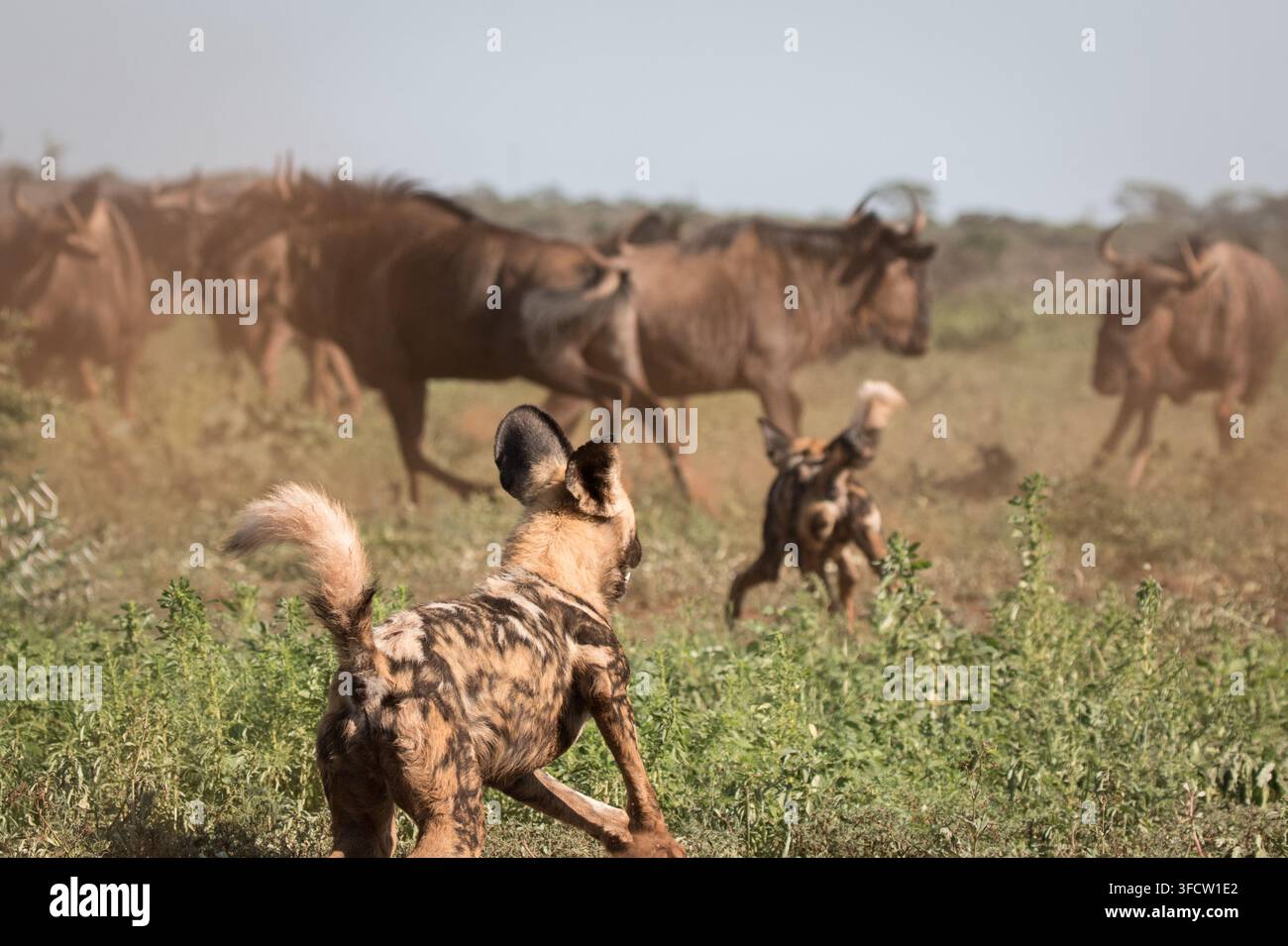 Ansicht von Afrikanischen Wildhunden, auch bekannt als bemalte Wölfe, die eine Herde von Gnu durch die trockene Savanne in Südafrika jagen. Stockfoto