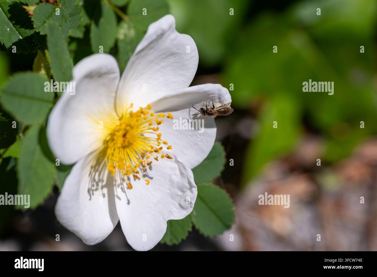 Schweißbiene (Lasioglossum sp.) auf einer weißen Hagebuttenblüte, Stadtpark, Wien, Österreich. Stockfoto