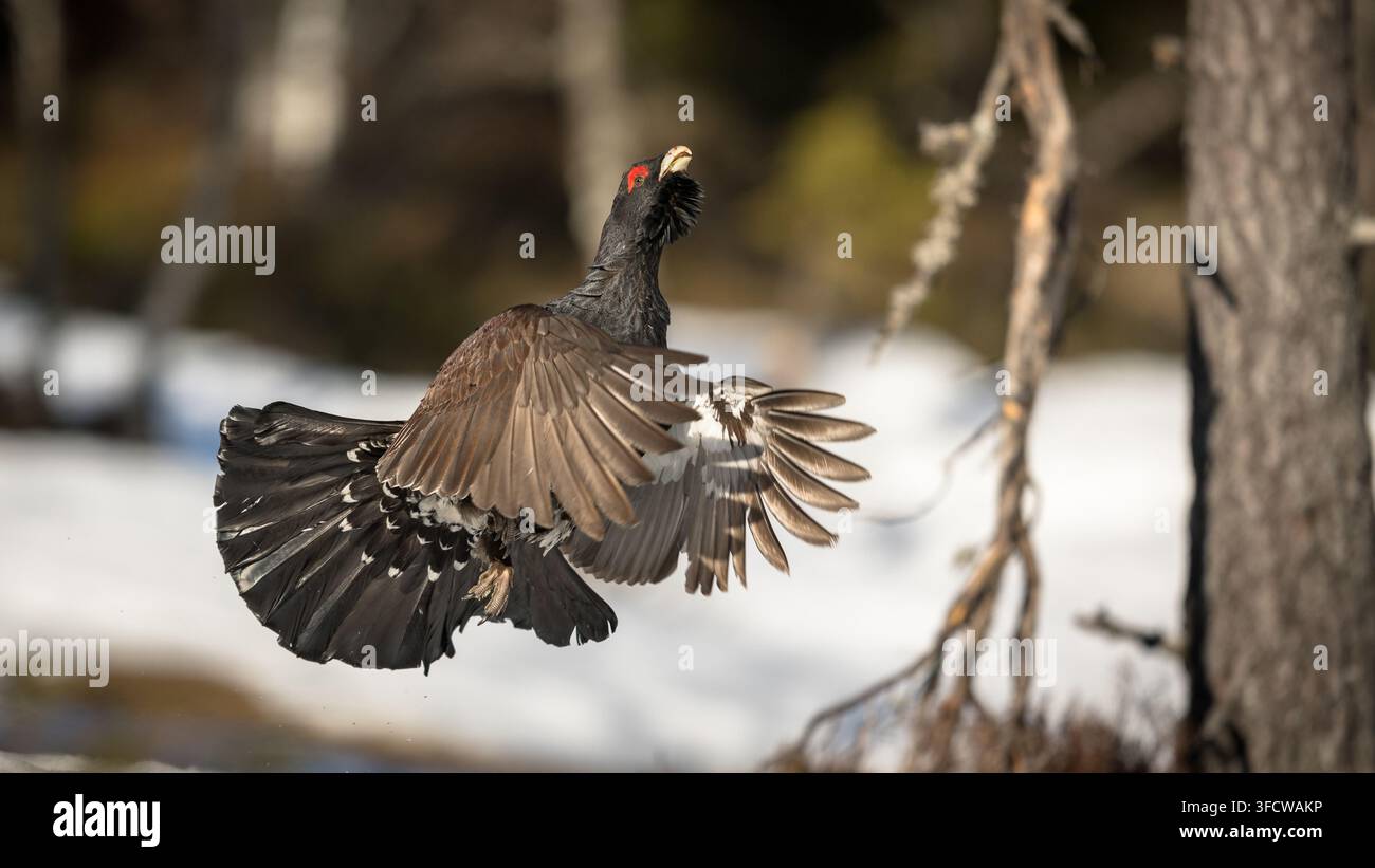 Männlicher Auerhahn fliegt über Schnee Stockfoto