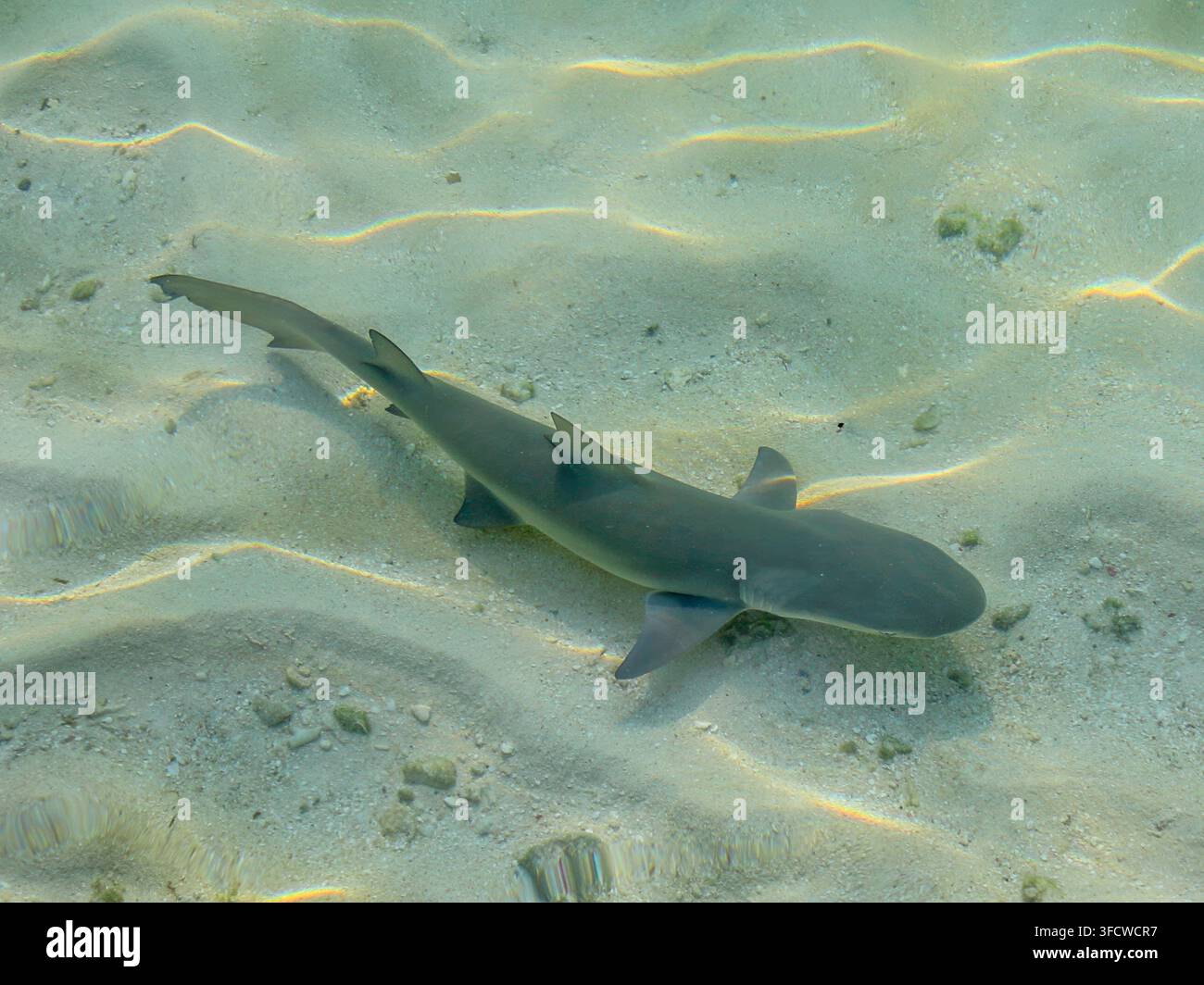 Ein kleiner Lemonschakal schwimmt in flachem Wasser Stockfoto