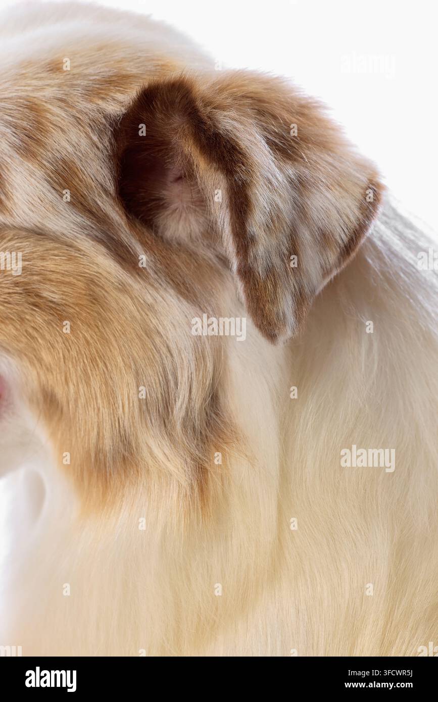 Nahaufnahme des Ohres und des weichen, mehrfarbigen Nackenfells eines Australian Shepherds Stockfoto