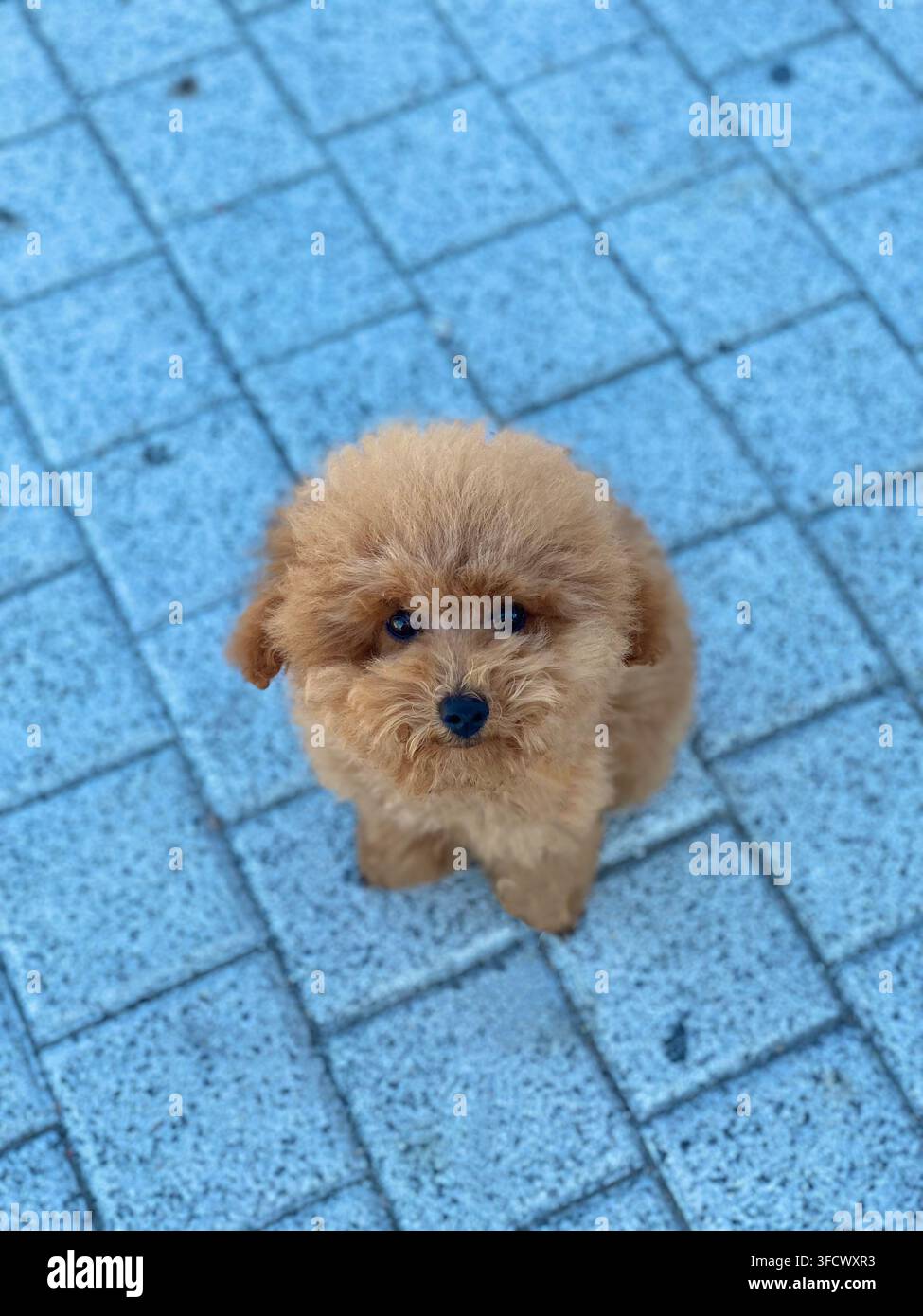 Winziger apricotfarbener Toy-Pudel-Welpe schaut zur Kamera auf, während er auf Steinpflaster im Freien sitzt. Stockfoto