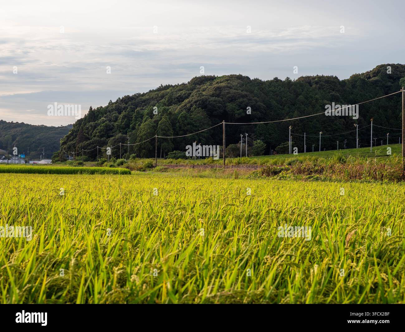Reisfeld in Yamada, Fukuroi, Shizuoka, Japan, fotografiert an einem klaren Abend, dem 28. August 2026 Stockfoto