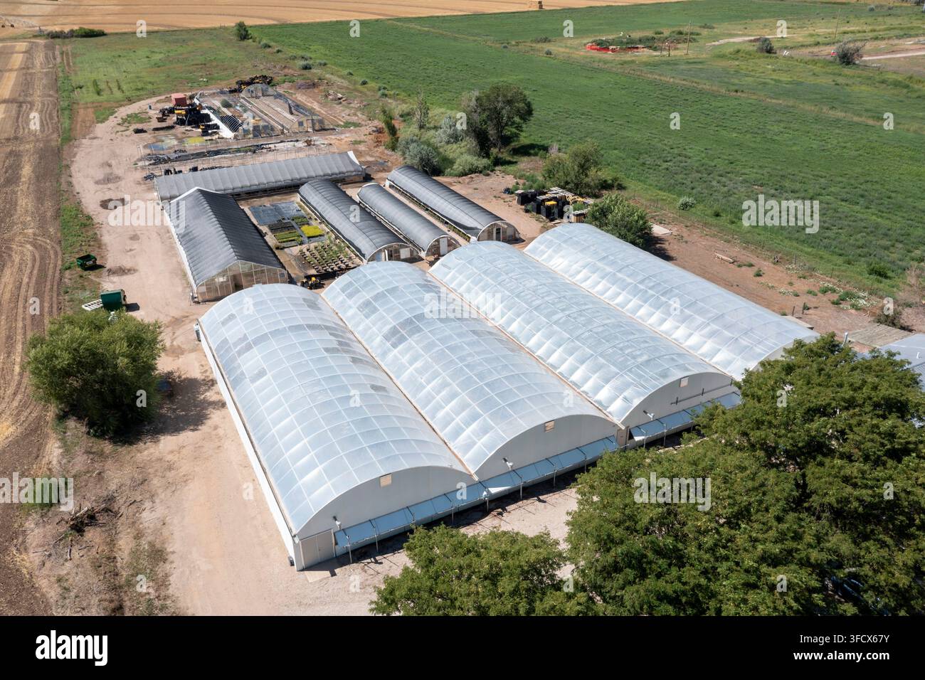 Loveland, Colorado – OneCanopy, eine Baumschule, züchtet einheimische Sämlinge zur Wiederherstellung von Rocky-Mountain-Wäldern, die durch Waldbrände, Krankheiten oder Insekten beschädigt wurden. Stockfoto