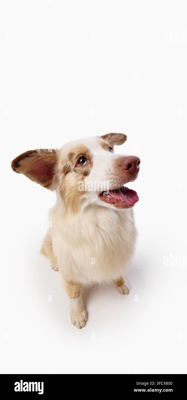 Australian Shepherd steht und schaut nach oben mit Ohren, die seitlich abgespreizt sind Stockfoto