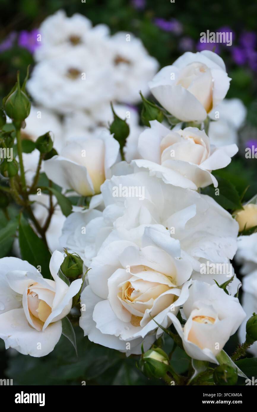 Cremige weiße Rosen, zarte Blüten vor einem Hintergrund aus tiefgrünen Blättern. Goldene Stunde in einem duftenden Sommergarten nach dem Regen. Stockfoto