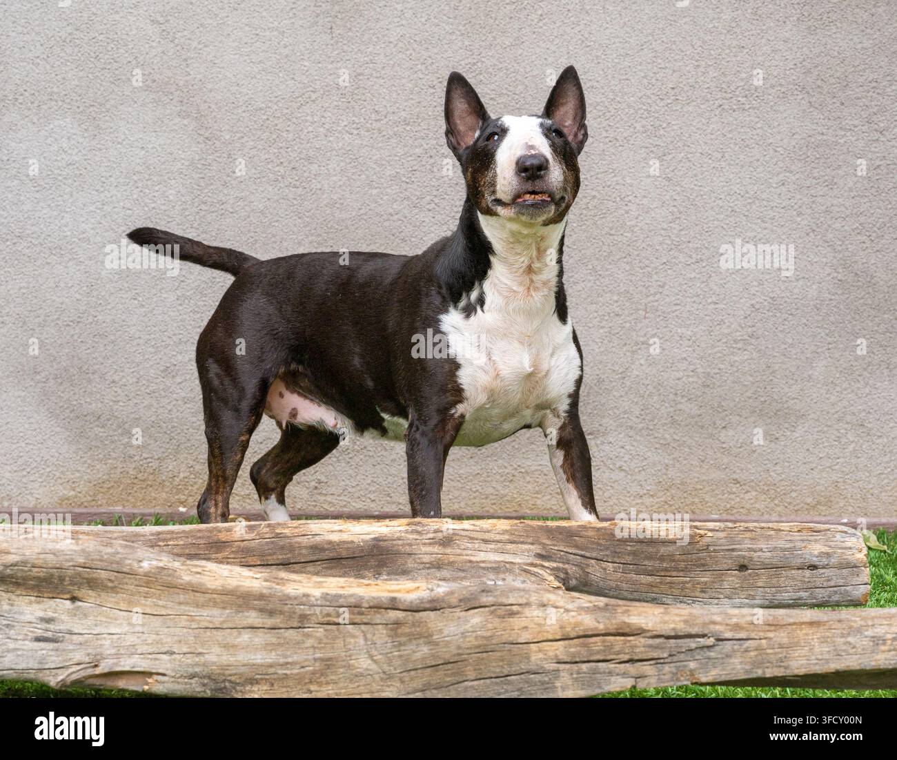 Outdoor-Porträt eines Miniatur-Bullterriers, der neben einem Baumstamm vor einer Wand steht Stockfoto