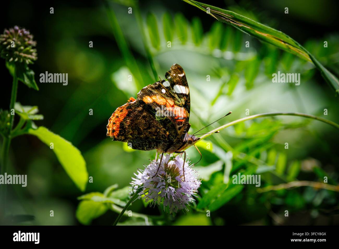 Ein Roter Admiralschmetterling, Vanessa atalanta, auf einer Wasserminze (Mentha aquatica) Blume in Oxfordshire, UK, im Sommer Stockfoto