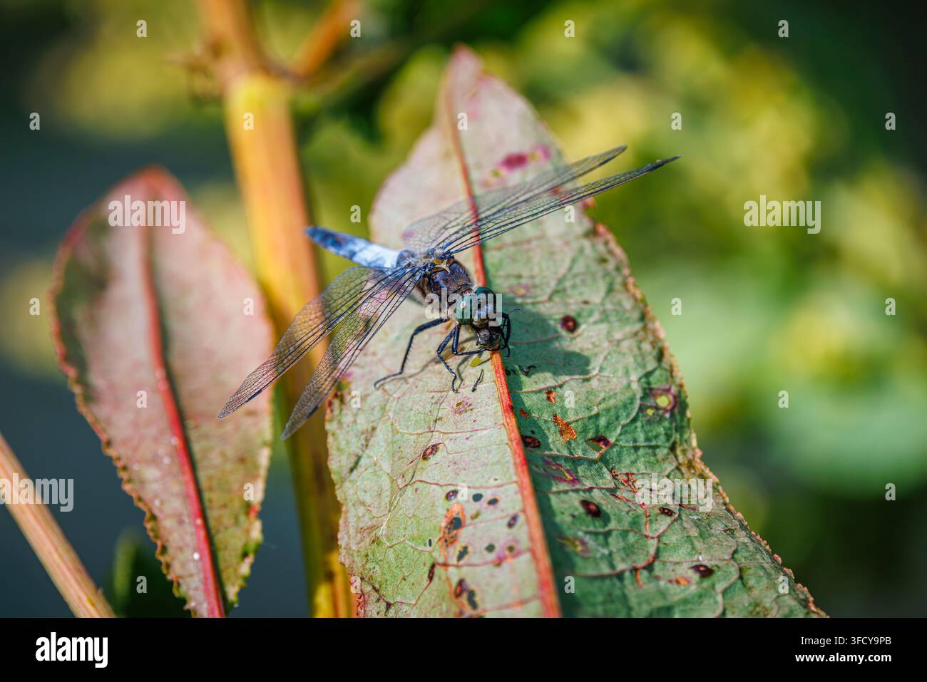 Ein Schwarzschwanzlibellen (Orthetrum cancellatum) Libellen ruht auf einem Blatt, während sie ihre Beute, einen kleinen Käfer, in Oxfordshire im Sommer verschlingt Stockfoto