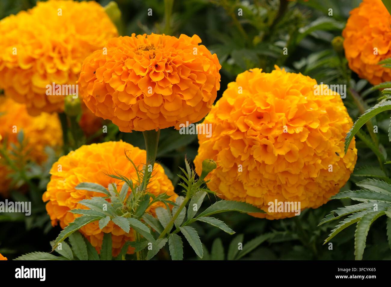 Orange Tagetes erecta, Afrikanische Ringelblume ‚Space Hopper‘ in Blüte. Stockfoto